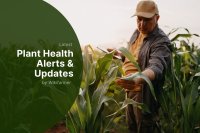 Top 5 Crop Diseases and Pest Threats to EU Agriculture in 2025